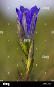 Attēlu rezultāti vaicājumam “Gentiana pneumonanthe leaf”
