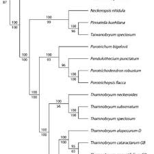 Attēlu rezultāti vaicājumam “Thamnobryum subserratum”