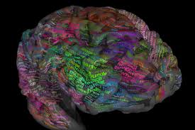 Image result for map of the brain
