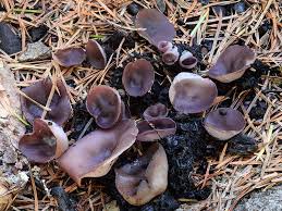 Attēlu rezultāti vaicājumam “Cribraria violacea macro”