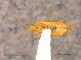 Attēlu rezultāti vaicājumam “Phytocoris tiliae imago”