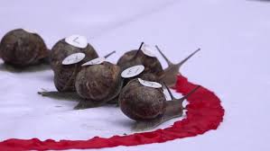 Image result for World Snail Racing Championships