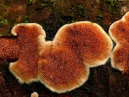 Attēlu rezultāti vaicājumam “Steccherinum ochraceum”