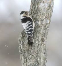 Attēlu rezultāti vaicājumam “Dendrocopos minor female”