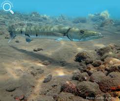 Image result for Dive Barracuda