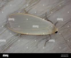 Attēlu rezultāti vaicājumam “Eilema griseola larva”