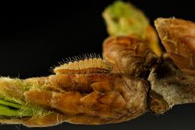 Attēlu rezultāti vaicājumam “Favonius quercus”