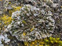 Attēlu rezultāti vaicājumam “Physconia enteroxantha”