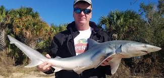 Image result for Carcharhinus isodon