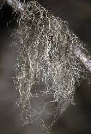 Attēlu rezultāti vaicājumam “Bryoria capillaris”