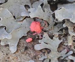 Attēlu rezultāti vaicājumam “Illosporiopsis christiansenii”