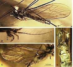 Attēlu rezultāti vaicājumam “Limoniidae”