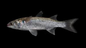 Image result for Mugil cephalus
