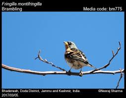 Image result for Fringilla montifringilla