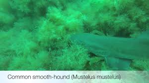 Image result for Mustelus palumbes