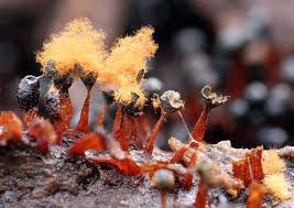 Attēlu rezultāti vaicājumam “Metatrichia floriformis macro”