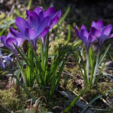 Attēlu rezultāti vaicājumam “Crocus tommasinianus”