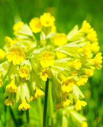 Attēlu rezultāti vaicājumam “Primula veris fruit”