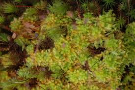 Attēlu rezultāti vaicājumam “Sphagnum compactum”