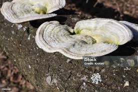 Attēlu rezultāti vaicājumam “Trametes hirsuta”
