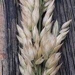 Attēlu rezultāti vaicājumam “Holcus lanatus  fruit”