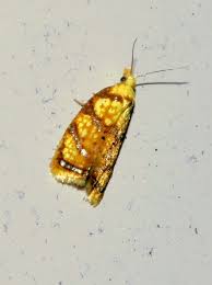 Attēlu rezultāti vaicājumam “Agonopterix hypericella imago”