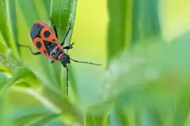 Attēlu rezultāti vaicājumam “Pyrrhocoris apterus imago”