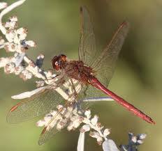 Attēlu rezultāti vaicājumam “Sympetrum”