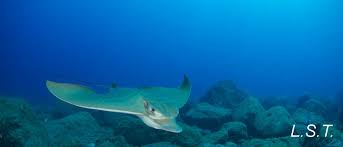 Image result for Aetomylaeus bovinus