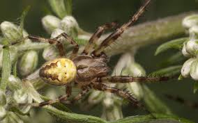 Attēlu rezultāti vaicājumam “Araneus quadratus male”
