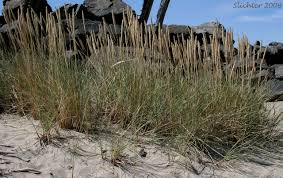 Attēlu rezultāti vaicājumam “Ammophila arenaria”