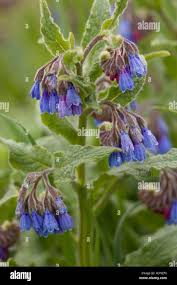 Attēlu rezultāti vaicājumam “Symphytum asperum”