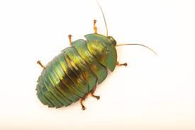 Attēlu rezultāti vaicājumam “Comatricha elegans var. microspora macro”