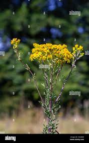 Attēlu rezultāti vaicājumam “Jacobaea vulgaris flower”