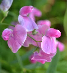 Attēlu rezultāti vaicājumam “Lathyrus palustris flower”