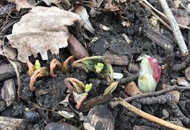 Attēlu rezultāti vaicājumam “Scilla siberica bud”