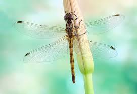 Attēlu rezultāti vaicājumam “Sympetrum vulgatum female”