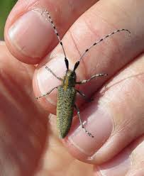 Attēlu rezultāti vaicājumam “Agapanthia villosoviridescens”