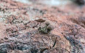 Attēlu rezultāti vaicājumam “Arcyria globosa”