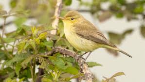 Image result for Hippolais polyglotta