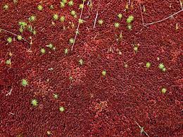 Attēlu rezultāti vaicājumam “Sphagnum rubellum”