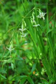 Attēlu rezultāti vaicājumam “Silene nutans”