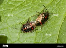 Attēlu rezultāti vaicājumam “Eurydema oleracea imago”