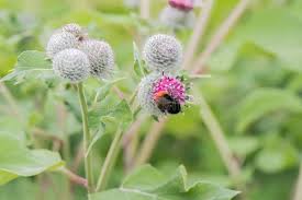 Attēlu rezultāti vaicājumam “Arctium tomentosum flower”