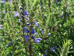 Image result for Dracocephalum moldavicum