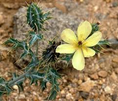 Attēlu rezultāti vaicājumam “Papaver argemone bud”