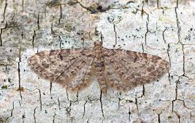 Attēlu rezultāti vaicājumam “Eupithecia tantillaria”