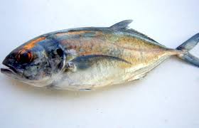 Image result for Caranx crysos