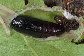 Attēlu rezultāti vaicājumam “Leucodonta bicoloria imago”