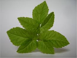 Attēlu rezultāti vaicājumam “Aegopodium podagraria leaf”